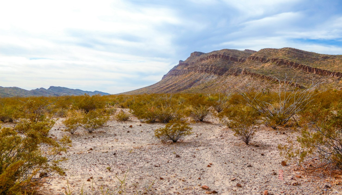 杨柳铺乡最新疫情情况:安全、健康与未来 杨柳铺乡最新疫情情况:安全、健康与未来